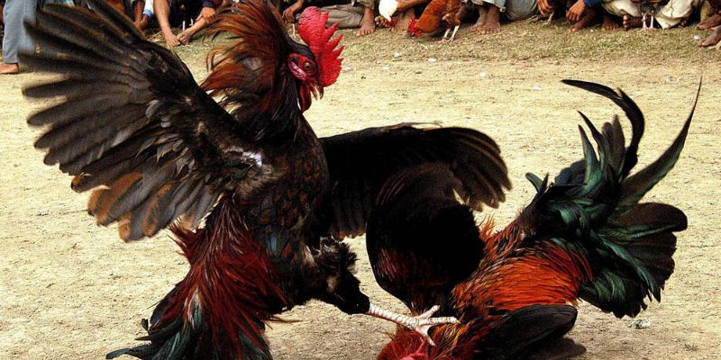 Đảm bảo công bằng trong đá gà tre 