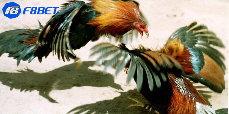 luật đá gà tre