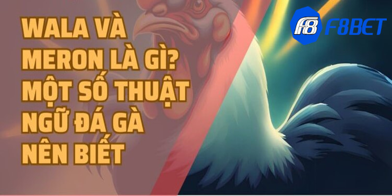 Bí kíp hiệu quả trong cửa Meron trong đá gà là gì 